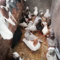 کفترعکس 4 جفت 1000پرشی بیرونی|پرنده|سبزوار, زینبیه|دیوار