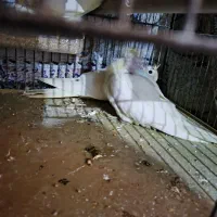 جوجه عروس هلندی