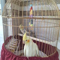 نرومادهطوطی عروس/باقفس ایستاده