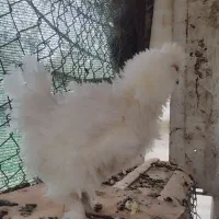 مرغ جکسون بدون مشابه