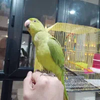 طوطی ملنگو جوان