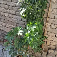 گل های خانگی