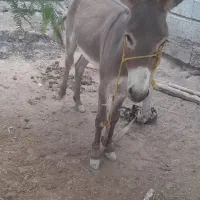 الاغ‌نر|حیوانات مزرعه|میناب, |دیوار
