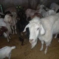 بز پر شیر سنان