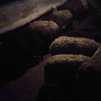 گوسفند ماده