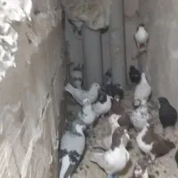 ۴۰یا۵۰تا کفتر بوم|پرنده|چناران, |دیوار