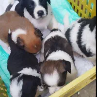 پاکوتاه اشپیزاسترالیایی|سگ|رشت, نظری|دیوار