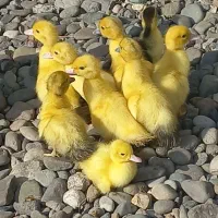 اردک اسراعیلی