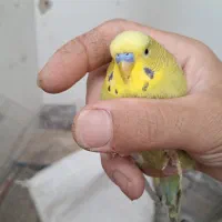طوطی پروتلت