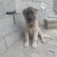 توله سرابی
