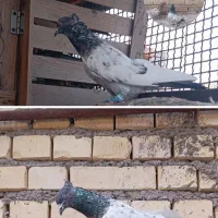 چند عدد کبوتر برای فروش