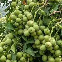 عرضه و ارائه ی نهال پیوندی گردو پربار