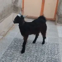 کهره ماده
