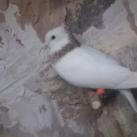 سلام ۳ تاحیون