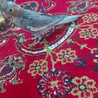 عروس هلندی|پرنده|شیراز, میانرود|دیوار
