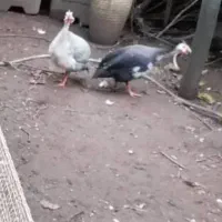 مرغ روسی(شاخدار)