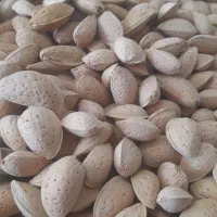 بادام تلخ