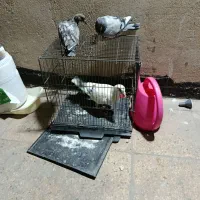 کفتر یهودی پلاکی