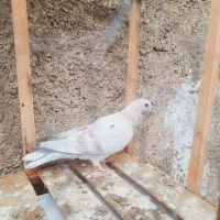 کفتر جوجه زرد سرور