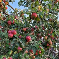 فروش خونه باغ