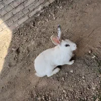 بچه خرگوش