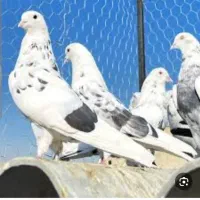 سلام کبوتر گم کردم