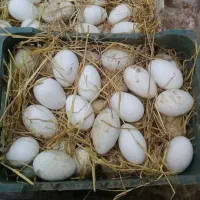 فروش تخم غاز نطفه دار