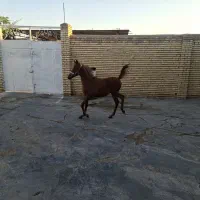 نریون ۸ ماه