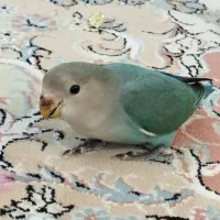 کوتوله دستی دستی