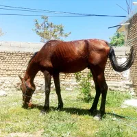 اسب|اسب و تجهیزات اسب‌سواری|اقلید, |دیوار