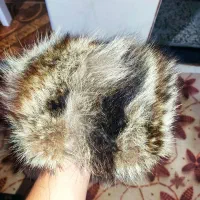 کلاه طبیعی|لباس|بوشهر, |دیوار