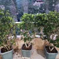 فرش میزتلوزیون کولر تخت تشک مبل مایکروفر گاز گل