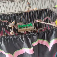 فنچ زبرا|پرنده|تهران, مینابی|دیوار