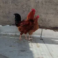 مرغ و خروس محلی