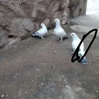 سه تاشامی|پرنده|نیشابور, مازول|دیوار