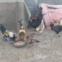 جوجه خروس|پرنده|فردوس (خراسان), |دیوار