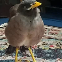 یک عدد مینا افغان