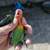 طوطی کوتوله