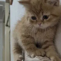 واگذاری گربه بریتیش|گربه|میانه, |دیوار