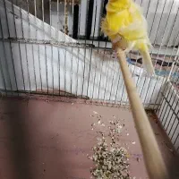 قناری فر نر