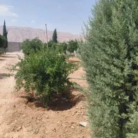 باغ ۱۰۰۰ متری زیر قیمت مجهز به آب شرب و برق|فروش زمین و ملک کلنگی|شیراز, فضل‌آباد|دیوار