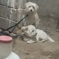 سگ پاپی جفت