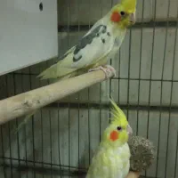 عروس هلندی جفت|پرنده|کاشان, لتحر|دیوار