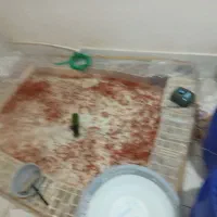 ماهی قرمز عید|ماهی|کشکوئیه, |دیوار