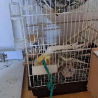 پرنده|پرنده|کوچصفهان, |دیوار