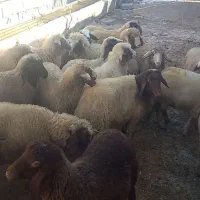 بره پاییزه شیری|حیوانات مزرعه|کرمانشاه, |دیوار