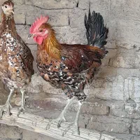 تخم نطفه دار گلین لری قلم سبز اصل|حیوانات مزرعه|قم, بلوار امین و ساحلی|دیوار