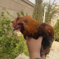 خروس محلی ریشی کاکلی چهل تاج|حیوانات مزرعه|فسا, |دیوار