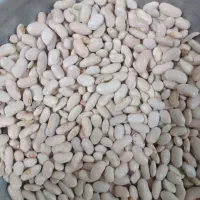 لوبیا کشاورزی