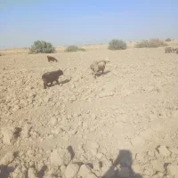 میش بره بز